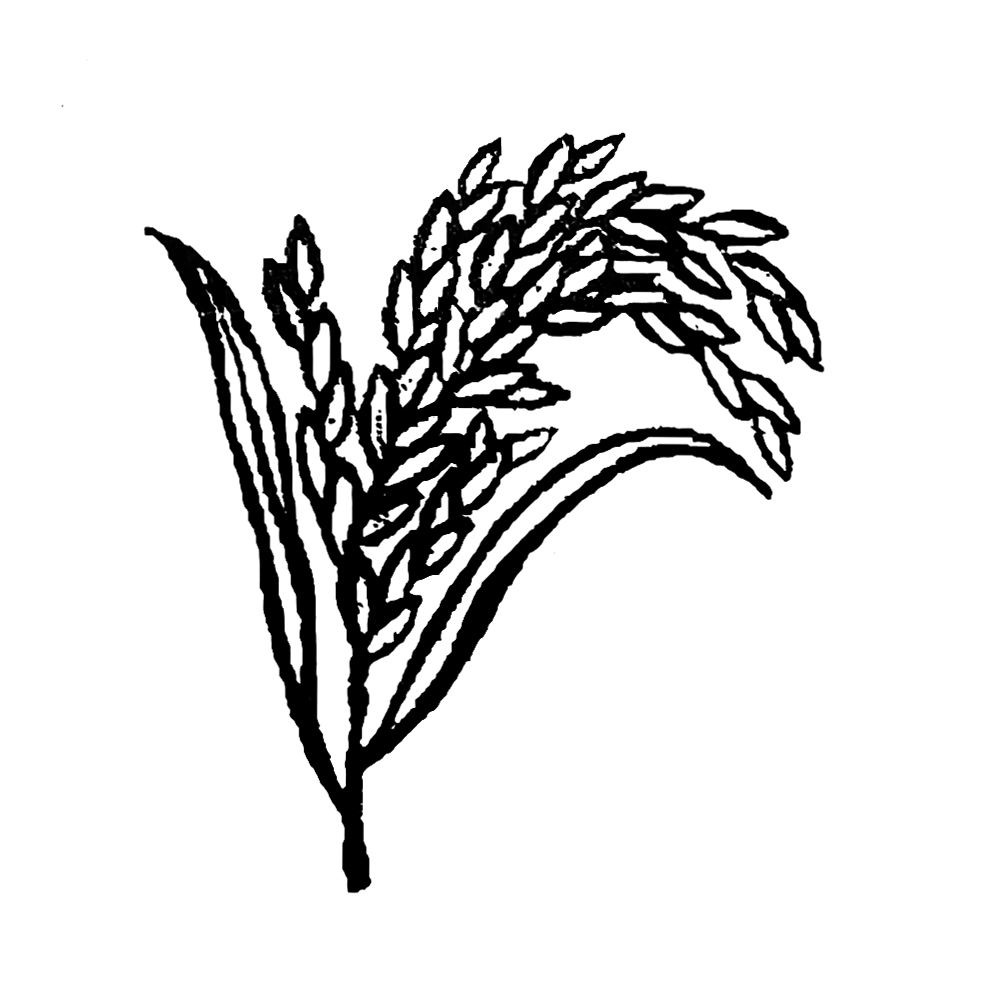 ধানের শীষ